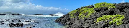 image of the ocean with mossy rocks