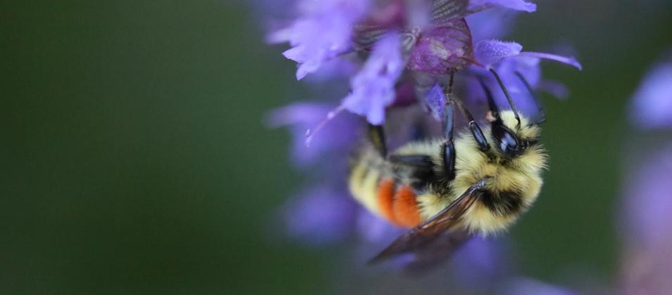 bumblebee pollinating flower