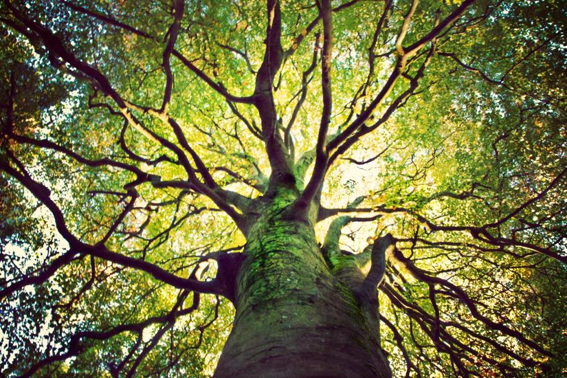 a huge tree with sprawling branches from below